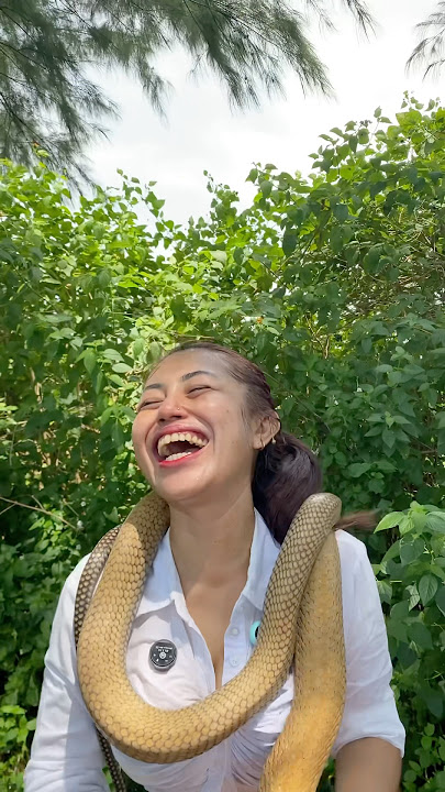 BOBY DIINCAR KING COBRA MERAH?!​⁠@bobyflix ​⁠@V3bby #shortsfeed #snake #shortvideo #shorts