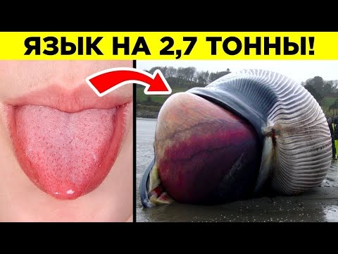 Самые Крупные Органы Животных