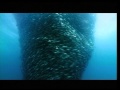 DEEP BLUE: TRAILER