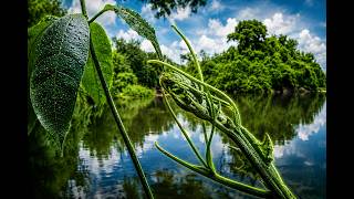 Peaceful Lake & Green Nature