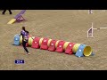 The first-ever dog agility at Horse of the Year Show
