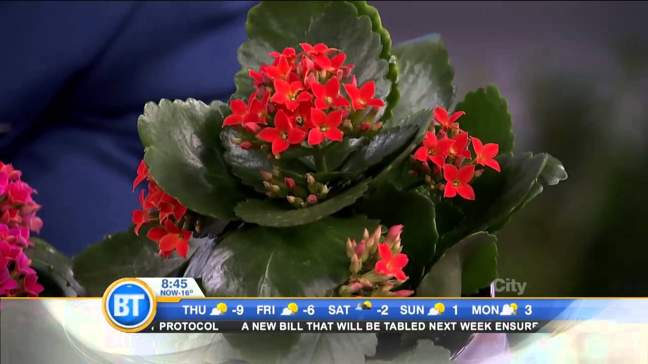 Frankie Flowers on what's in bloom for spring YouTube