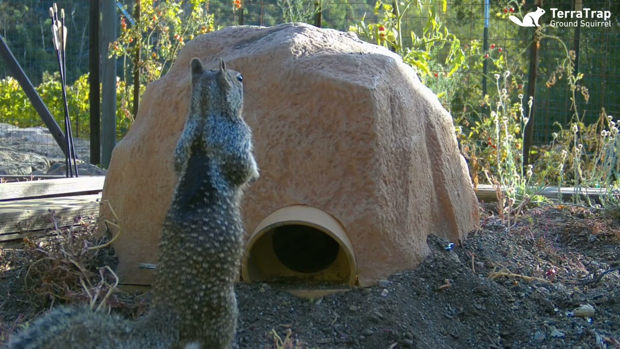 Learn how easy it is to start trapping ground squirrels