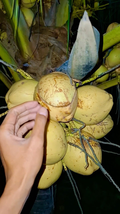 Download lagu This cute animal is inside the coconut.”👀 #shortvideo