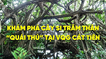 CÂY SI TRĂM THÂN TẠI VQG CÁT TIÊN | the Giant Hundred Trunk Ficus in Cat Tien National Park