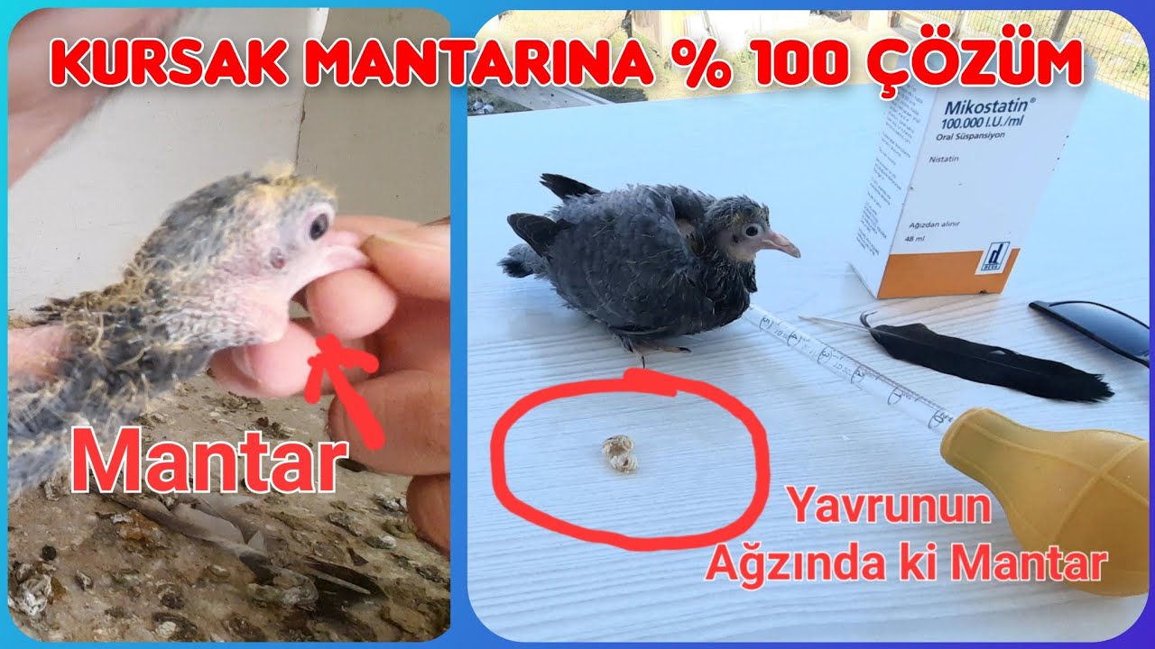 Güvercinlerde ki Kursak Mantarı Nasıl İyileştirilir?