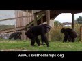 The Final Release of the Great Chimpanzee Migration - Save the Chimps