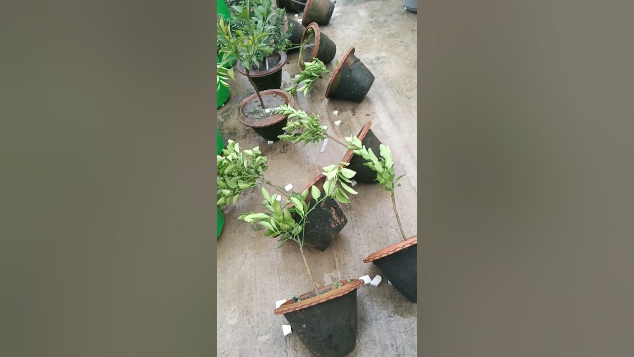Chhote Paudhe Ko Barish Ke Pani Se Kaise Bachayen viral shorts short chhote-paudhe-ko-barish-ke-pani-se-kaise-bachayen-viral-shorts-short