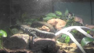 A Day In The Life Of A Tegu!- ClassyHerps- Special!