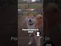 Most Nostalgic Dog Memes Then and Now 🐶😢