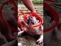 Animal Moments That Should NEVER Happen #animals #wildlife