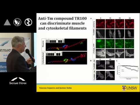 Tropomyosin: The path from cell architecture and signaling to cancer therapy