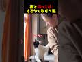 おもしろ可愛い!猫とほっこりするやり取り5選【再掲載】#cat #面白集 #ねこ #笑ったら負け