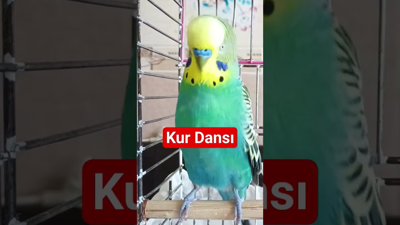 Kur Dansı :)  Muhabbet Kuşu çiftleşme sesi #birds #talkingparot #muhabbetkuşu #budgies #birdsong