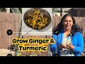 How to Grow Ginger & Turmeric in Central Texas & Warm climates(Beginner Guide – Part 1)