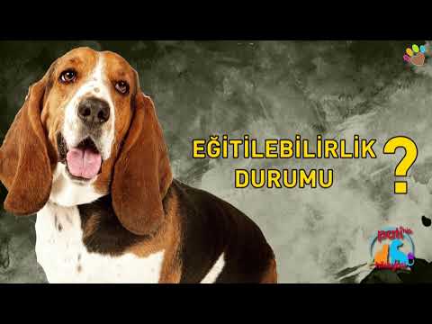 Video: Basset Hound: Köpek Yetiştiricilerinin Dış Görünüşü, Karakteri Ve Incelemeleri