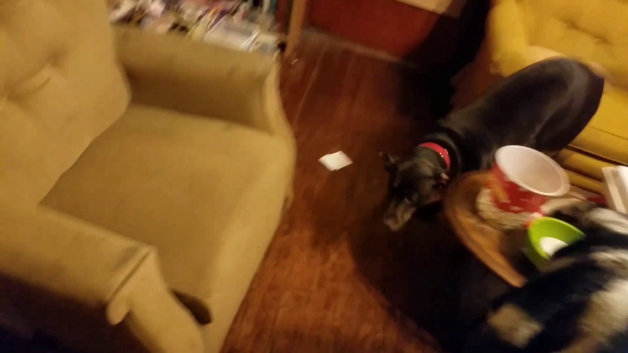 My dog ate a sponge YouTube