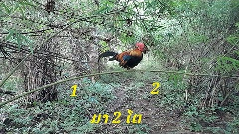 ต่อไก่ป่า Dib qaib qus tuaj zoo heev 5/8/2023