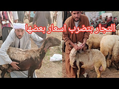 اسعار الغنم الوالده والتجار بتضرب اسعار بعضها وتغطيه كامله لارضيه السوق العشر والوالد والانيه