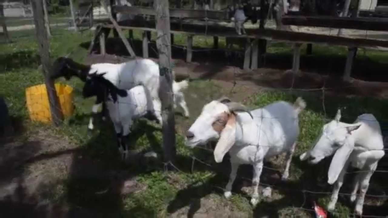 CHK118 Apr2015 Broga Rabbit Fun Land video + photos YouTube