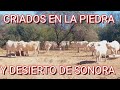 ¡¡PARA LOS QUE PIDIERON GANADO CHAROLAIS DE REGISTRO!!