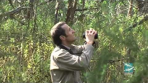 Helmeted Honeyeaters road to recovery