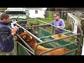 Transferir Touro Para Outras Pastagens e Tratar Um Lote de Vacas