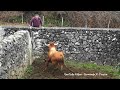 Transferir Touro Para Outras Pastagens e Tratar Um Lote de Vacas