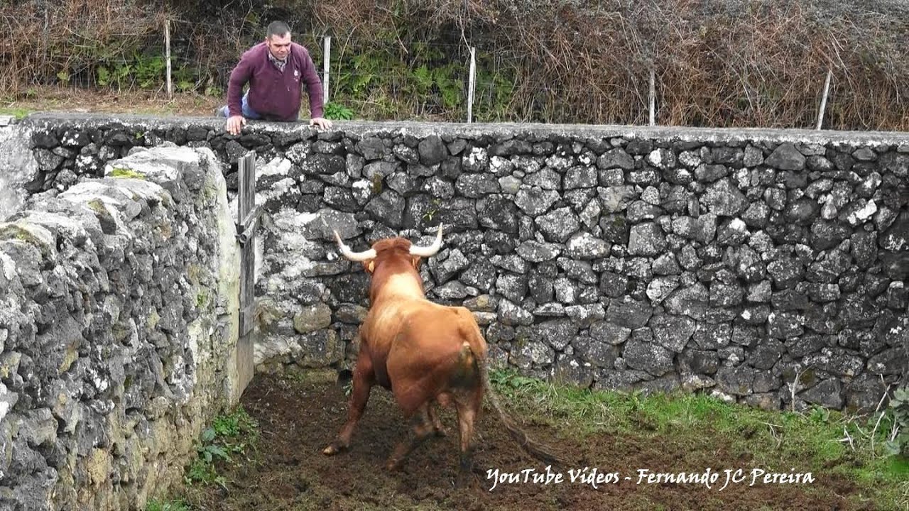 JAF - Transferir Touro e Tratar Um Lote de Vacas no Pico do Carvão - Ilha Terceira - Açores
