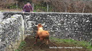 Transferir Touro Para Outras Pastagens e Tratar Um Lote de Vacas