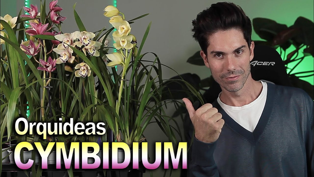 la ORQUIDEA definitiva CYMBIDIUM ? ? - YouTube