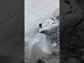 Dog wakes up covered under Snow after staying outside during Snow Blizzard