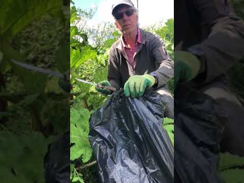 Video: Gunneran siementen kerääminen istutusta varten – Gunneran lisääminen siemenistä