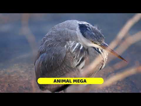Animal Mega Eagle attacks bird at Featherdale - eagle attacks bird at featherdale
