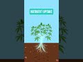 Cannabis Essentials: Why Calcium Matters!