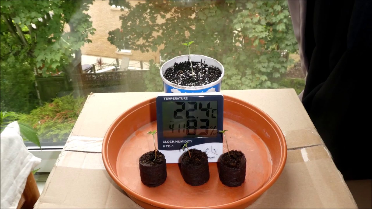 Cannabis Timelapse Cash Crop Autos.(part 1)
