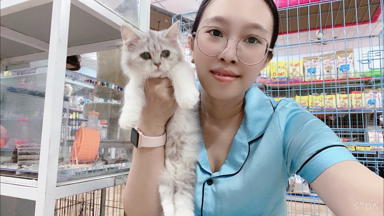 mèo bán New 2022 LiveStream Bán mèo anh và mèo chân ngắn munchkin kitten for sale