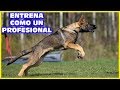 🏆 Consejos para entrenar a un cachorro en obediencia, protección y rastro con profesionales 😎