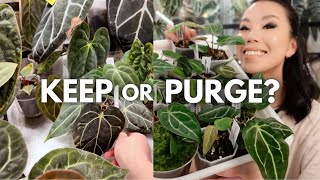I challenged myself to purge 20 plants!