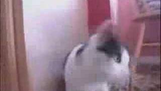 Cat headbanging