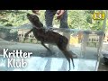 A Baby Waterdeer Gets A Swimming Lesson From Humans?! l Kritter Klub