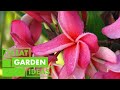 All about frangipani  garden  great home ideas