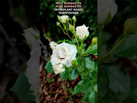 Video: Trandafir „bombastic”: trandafiri olandezi