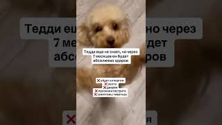 Лечение животных. Животные. Альтернативная медицина. Кошки. Здоровье кошек. Собаки.