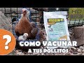 ¿Como vacunar oralmente a tus pollitos recien nacidos? HD