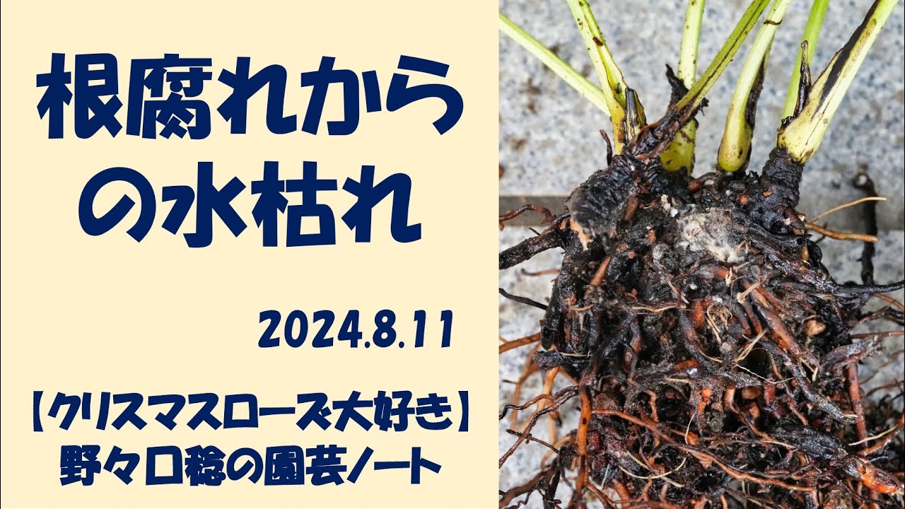 枯れ木 長野自動車道沿いのアカマツの枯れ木を伐採しています | 信州森林