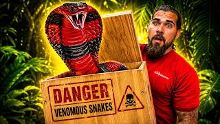 The Worlds Rarest King COBRA!
