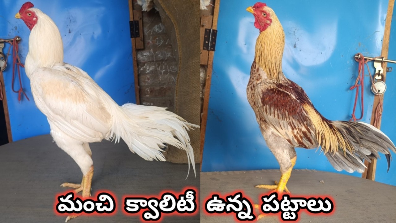 మంచి క్వాలిటీ మరియు తపిని గల కత్తికాళ్ళ పుంజులు||9014065276||Sethuva & Maila Punju||#sravanifarms