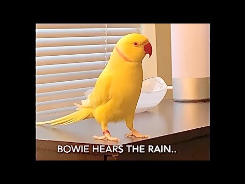 Cute Ringneck Sounds