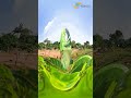 Welcome to the Paradise of Managed Farmlands @motherearthmanagedfarmlands |  #managedfarmlands #farmland